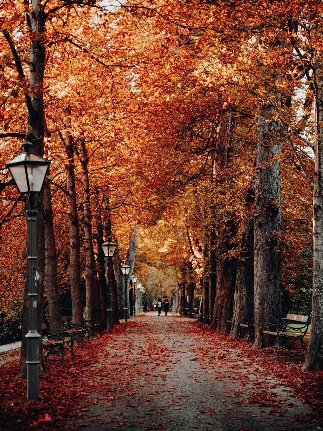An avenue of trees in full autumn colour, its path covered in fallen red leaves