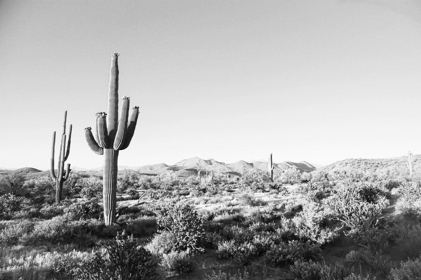 Arizona Spring Training & Scenic Southwest — photo 5