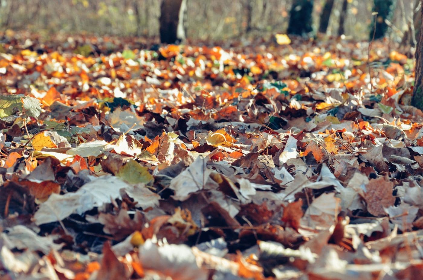 Fall Mystery Tour — photo 1