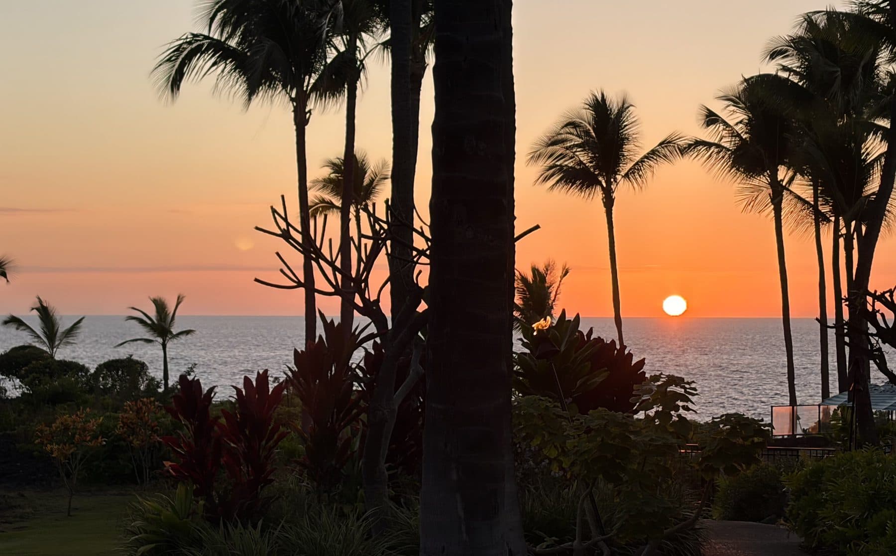 Palm trees silhouetted against an orange sunset over the ocean