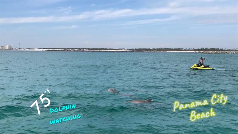 Dolphins in water